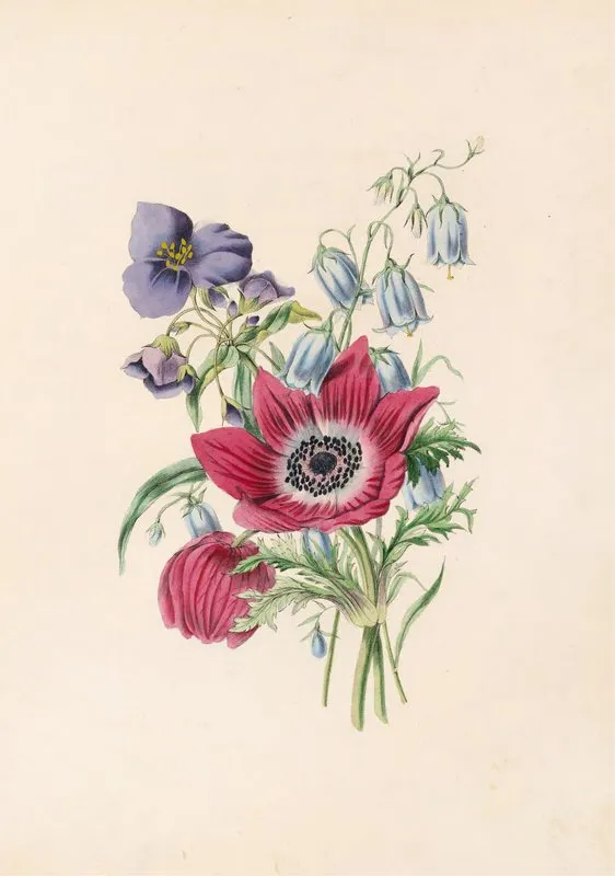 Anemoneharebellspiderwort Wall Art by James Ackerman - High-Resolution Digital Print
