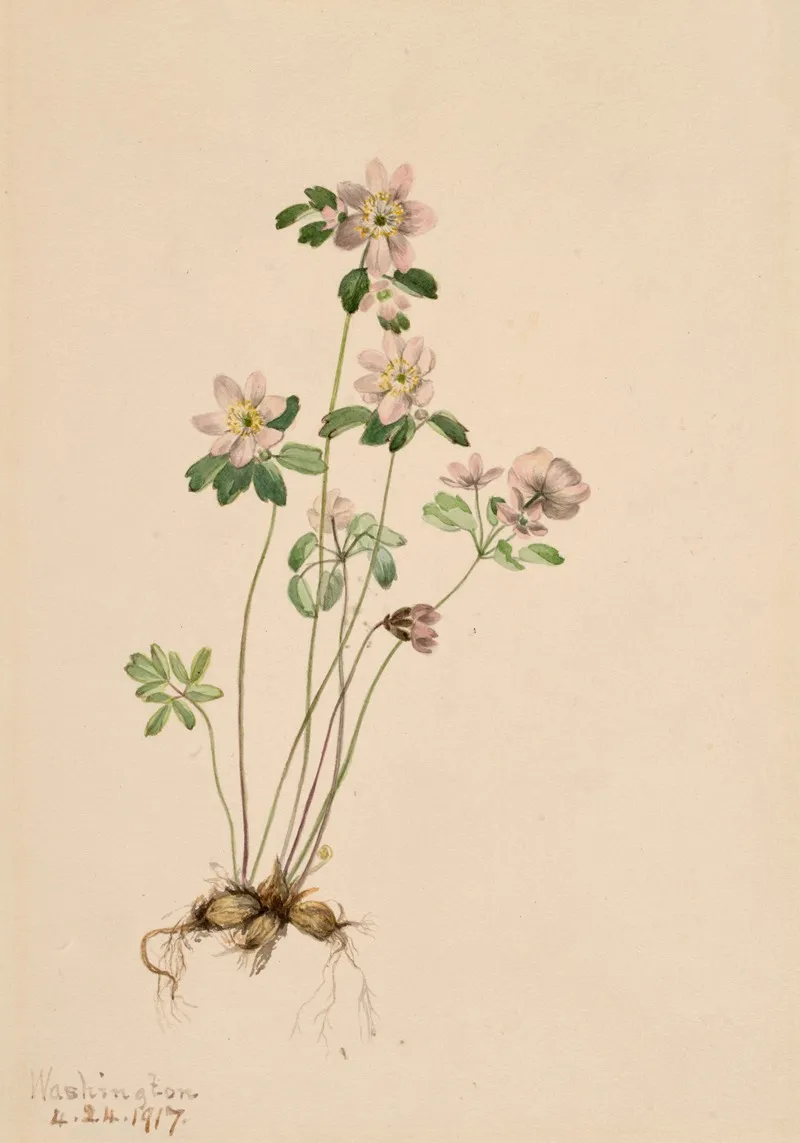 Anemonella Syndesmon Thalictroides 2