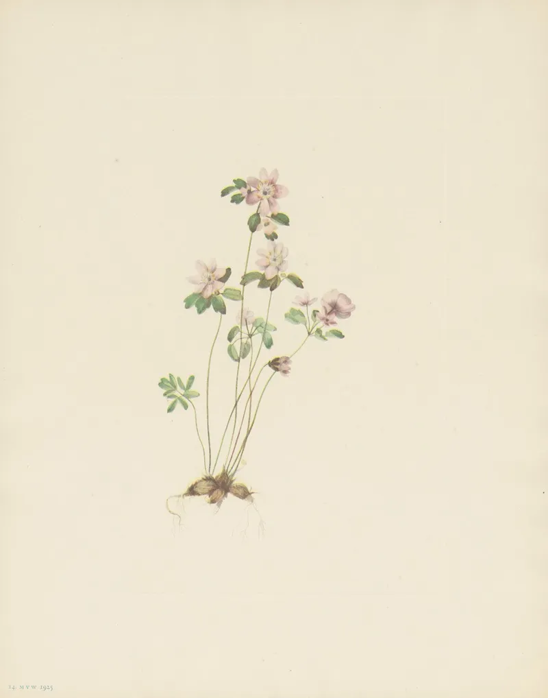 Anemonella Syndesmon Thalictroides 3