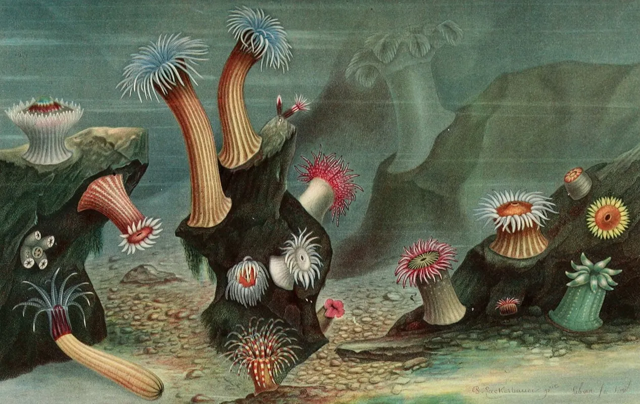 Anemones De Mer Wall Art by Alfred Frédol - High-Resolution Digital Print