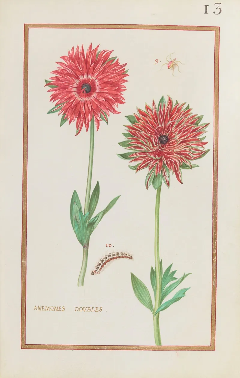 Anemones Doubles 2 Wall Art by Daniel Rabel - High-Resolution Digital Print