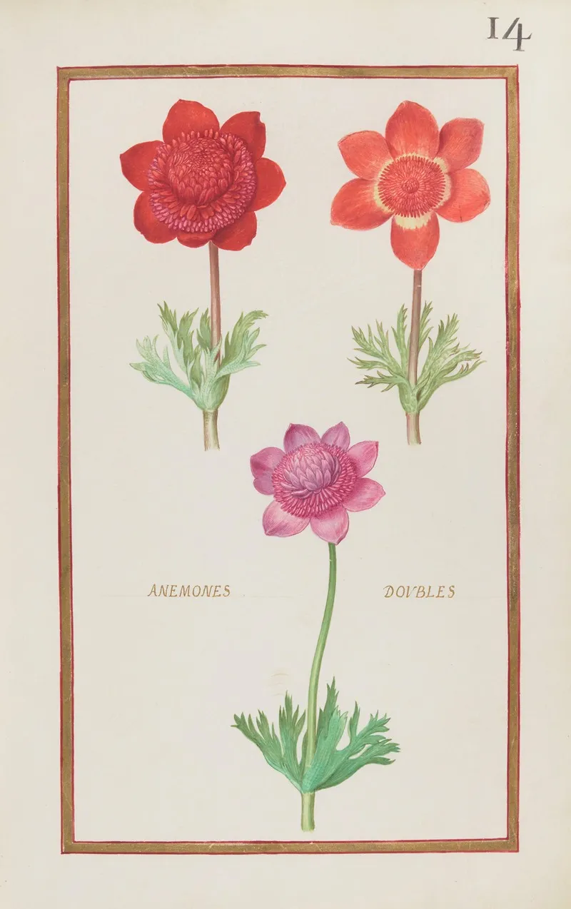 Anemones Doubles 3 Wall Art by Daniel Rabel - High-Resolution Digital Print