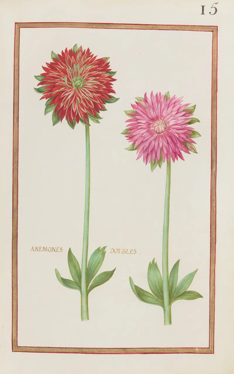 Anemones Doubles 4 Wall Art by Daniel Rabel - High-Resolution Digital Print