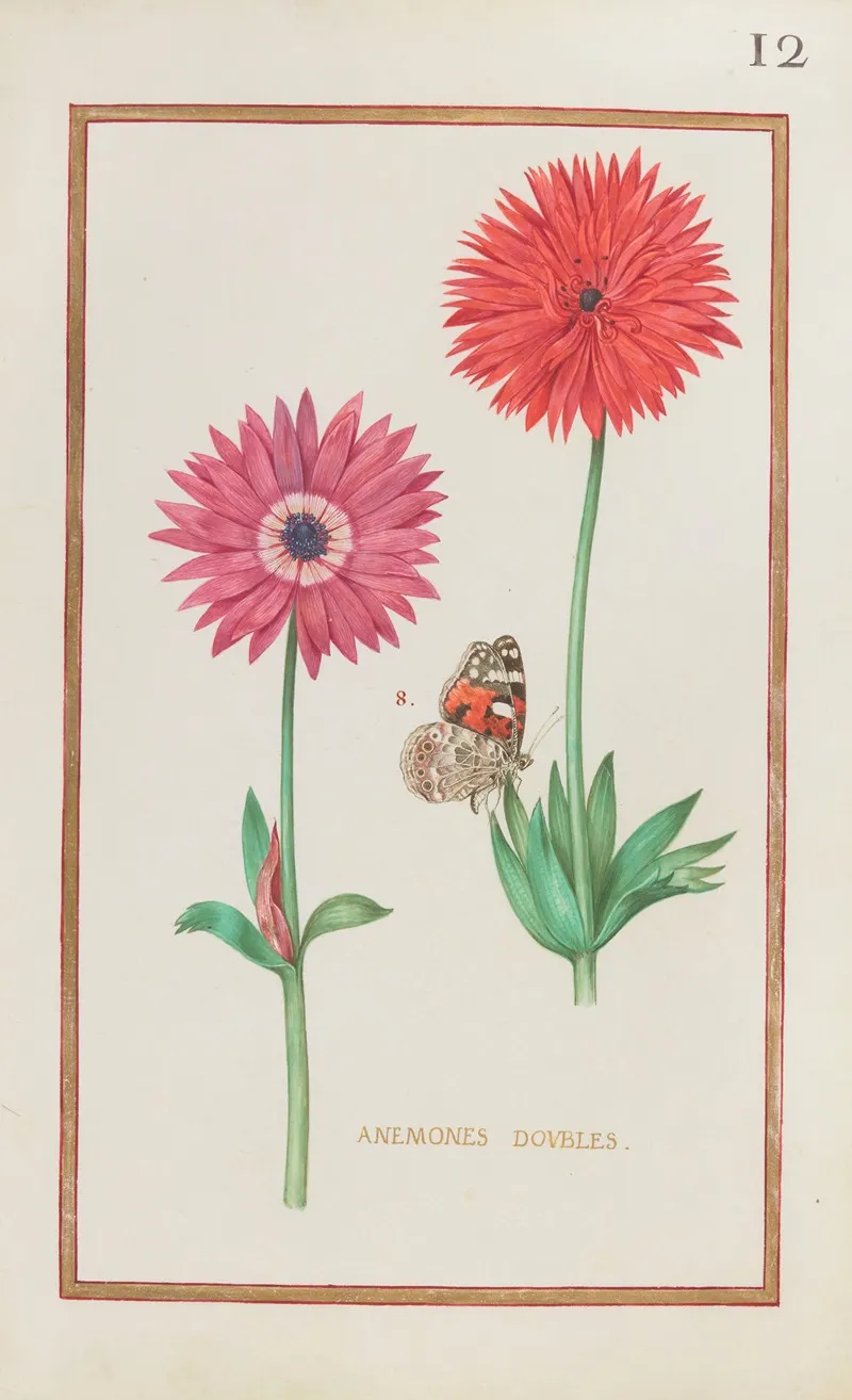 Anemones Doubles Wall Art by Daniel Rabel - High-Resolution Digital Print