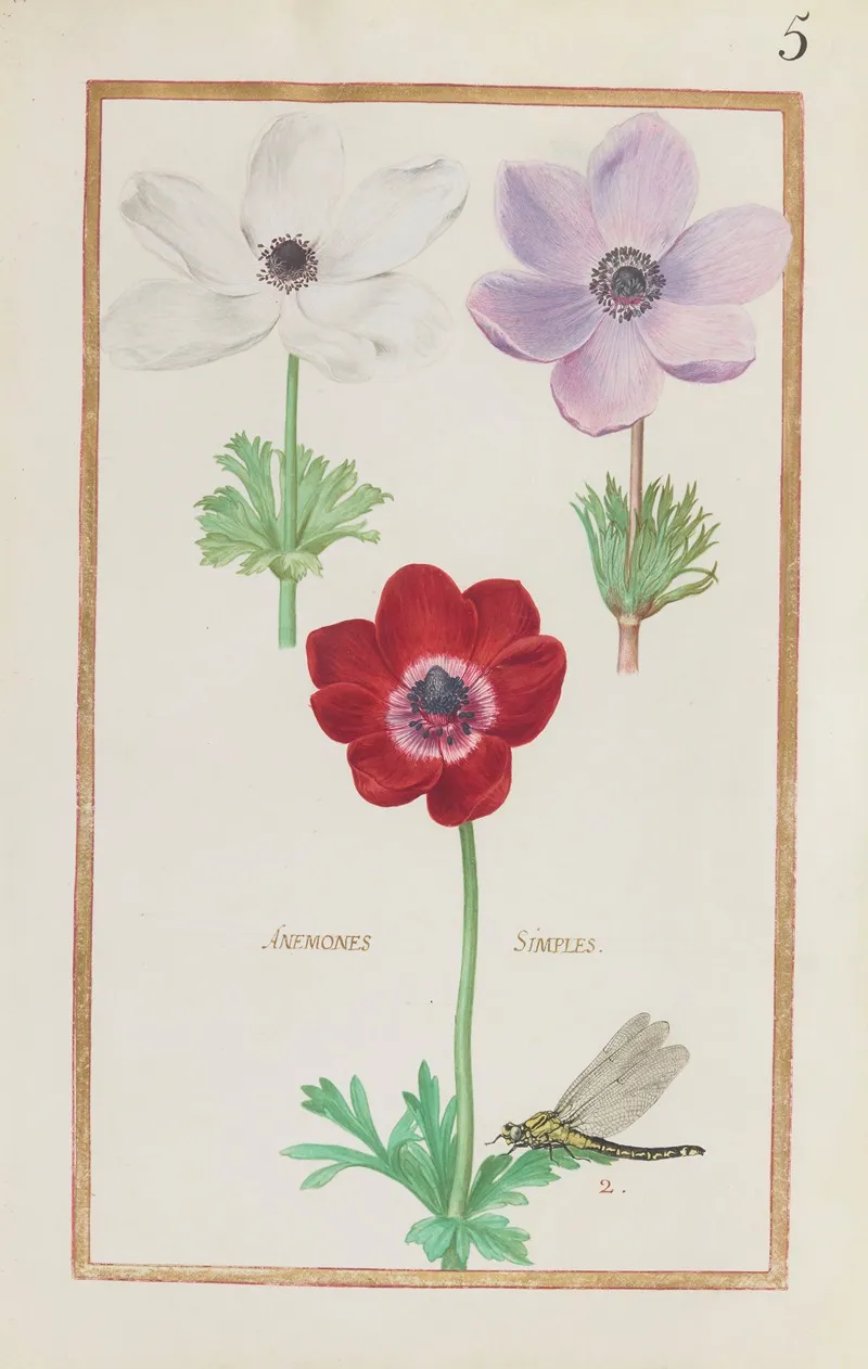 Anemones Simples Wall Art by Daniel Rabel - High-Resolution Digital Print