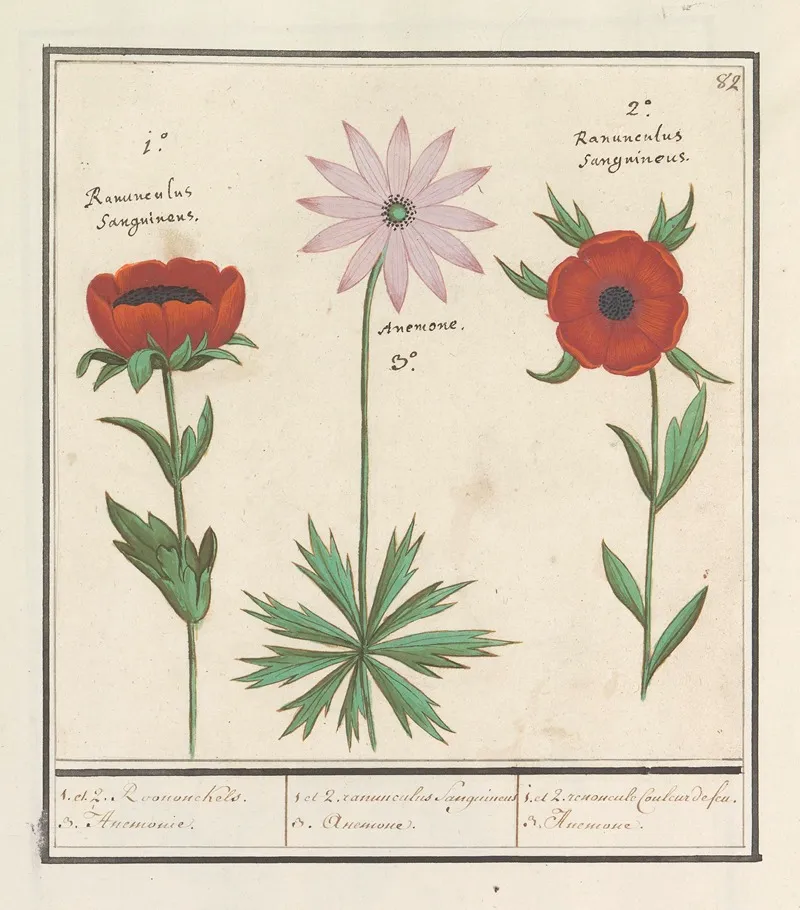 Anemoon Anemone 1 Et 2 Roononckels 3 Anemonie Wall Art by Anselmus Boëtius de Boodt - High-Resolution Digital Print