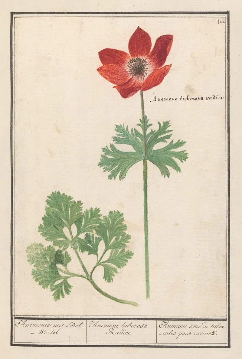 Anemoon Anemone Anemonie Met Bol Wortel Anemone Tuberosa Radice Anemone Avec De Tubercules Pour Racines Wall Art by Anselmus Boëtius de Boodt - High-Resolution Digital Print