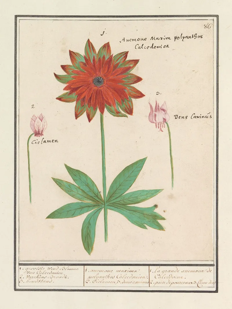 Anemoon Anemone Cyclaam Cyclamen En Hondstand Erythronium Wall Art by Anselmus Boëtius de Boodt - High-Resolution Digital Print