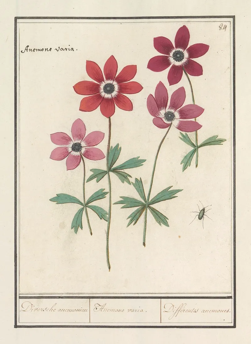 Anemoon Anemone Diversche Anemonien Anemone Variae Differentes Anemones Wall Art by Anselmus Boëtius de Boodt - High-Resolution Digital Print