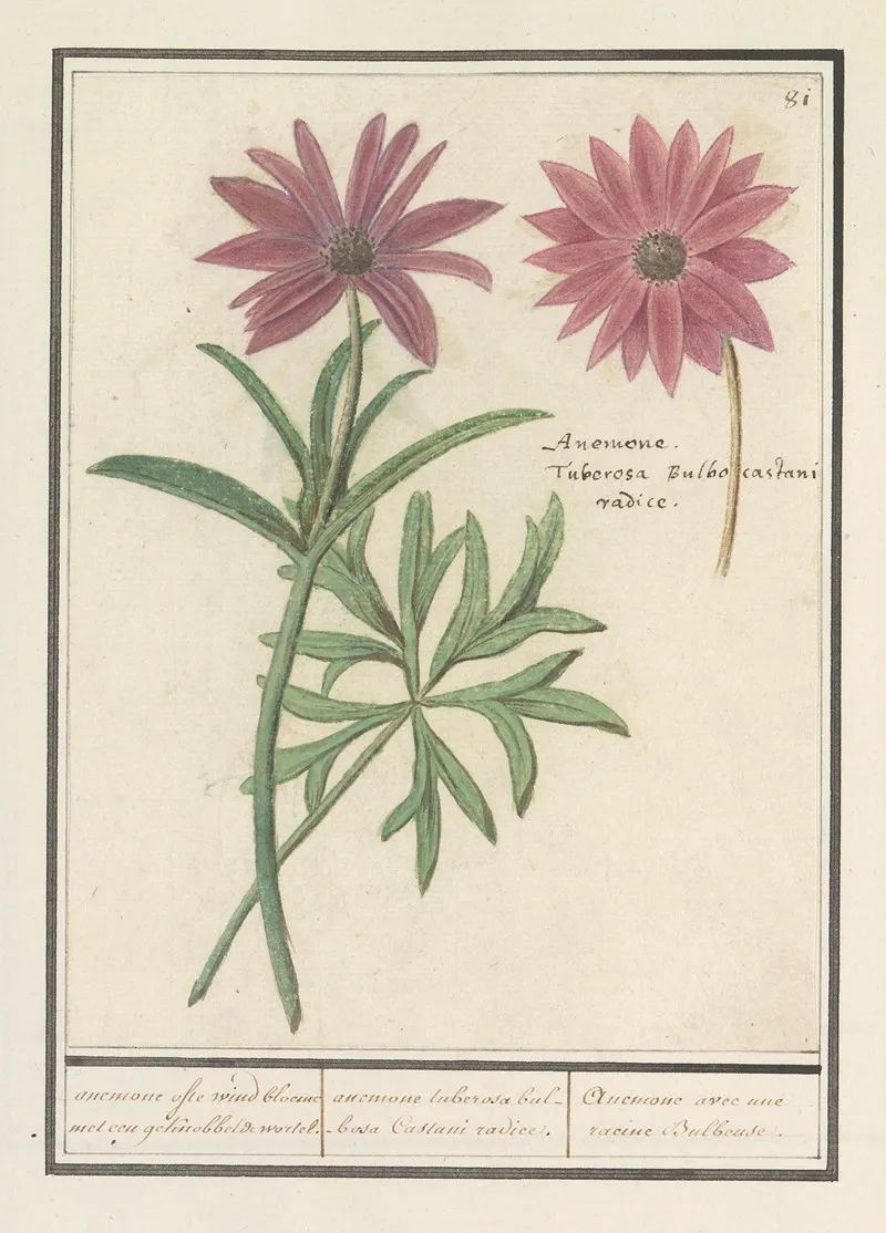 Anemoon Anemone Of Dahlia Dahlia Anemone Ofte Wind Bloeme Met Een Geknobbelde Wortel Wall Art by Anselmus Boëtius de Boodt - High-Resolution Digital Print