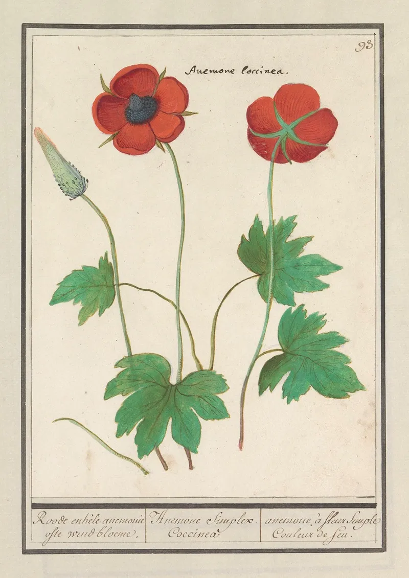 Anemoon Anemone Roode Enkele Anemonie Ofte Windbloeme Anemone Simplex Coccinea Anemones A Fleur Simple Couleur De Feu Wall Art by Anselmus Boëtius de Boodt - High-Resolution Digital Print
