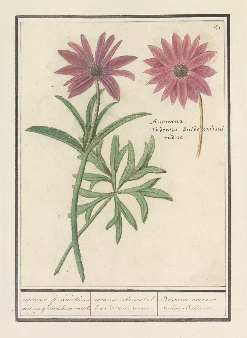 Anemoon Anemone Verscheijde Anemonien Anemones Variae Diverses Especes Danemones Wall Art by Anselmus Boëtius de Boodt - High-Resolution Digital Print