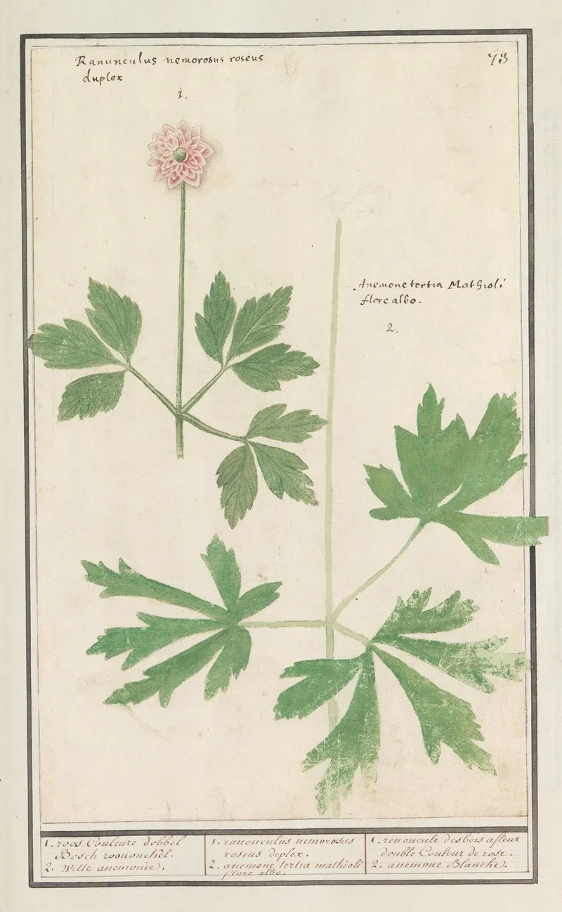 Anemoon Anemone Wall Art by Anselmus Boëtius de Boodt - High-Resolution Digital Print