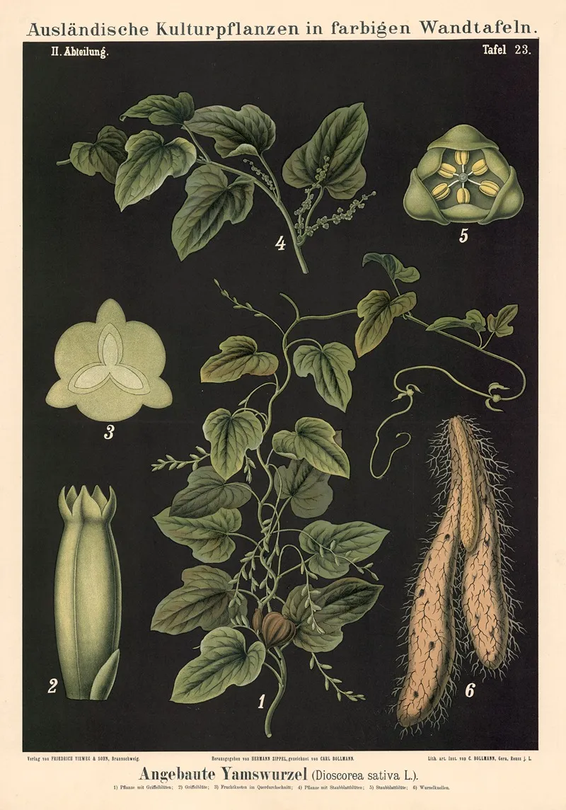 Angebaute Yamswurzel Dioscorea Sativa L Wall Art by Carl Bollmann - High-Resolution Digital Print