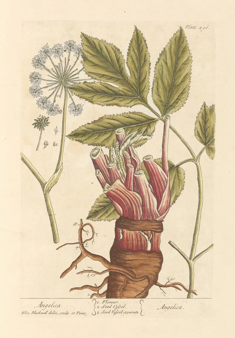 Angelica 5 Wall Art by Elizabeth Blackwell - High-Resolution Digital Print