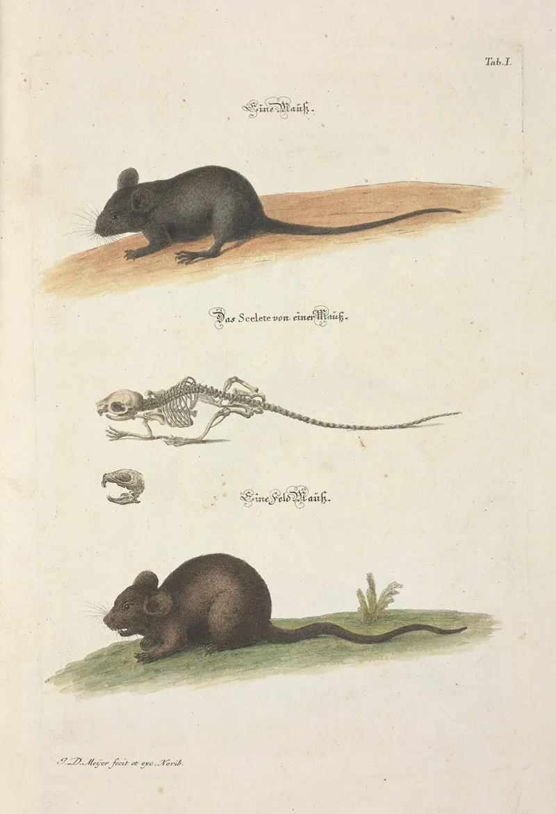 Angenehmer Und Nutzlicher Zeit Vertreib Pl 001 Wall Art by Johann Daniel Meyer - High-Resolution Digital Print