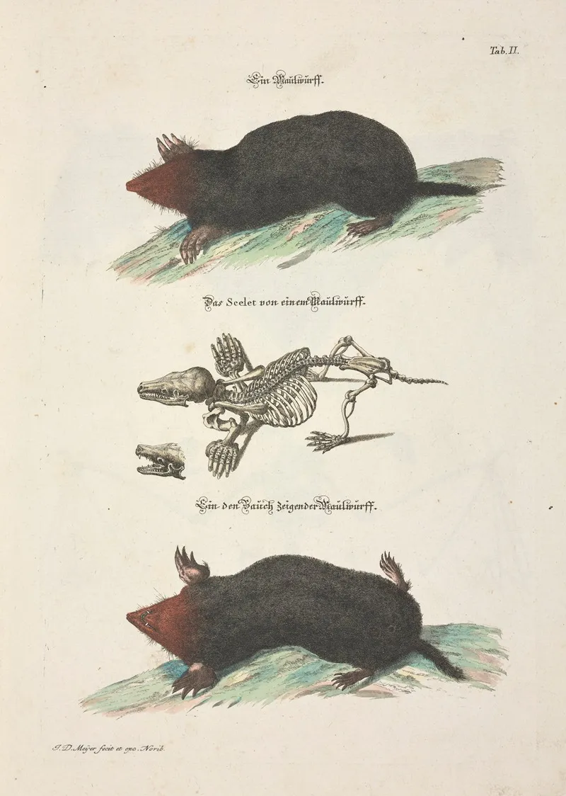 Angenehmer Und Nutzlicher Zeit Vertreib Pl 002 Wall Art by Johann Daniel Meyer - High-Resolution Digital Print