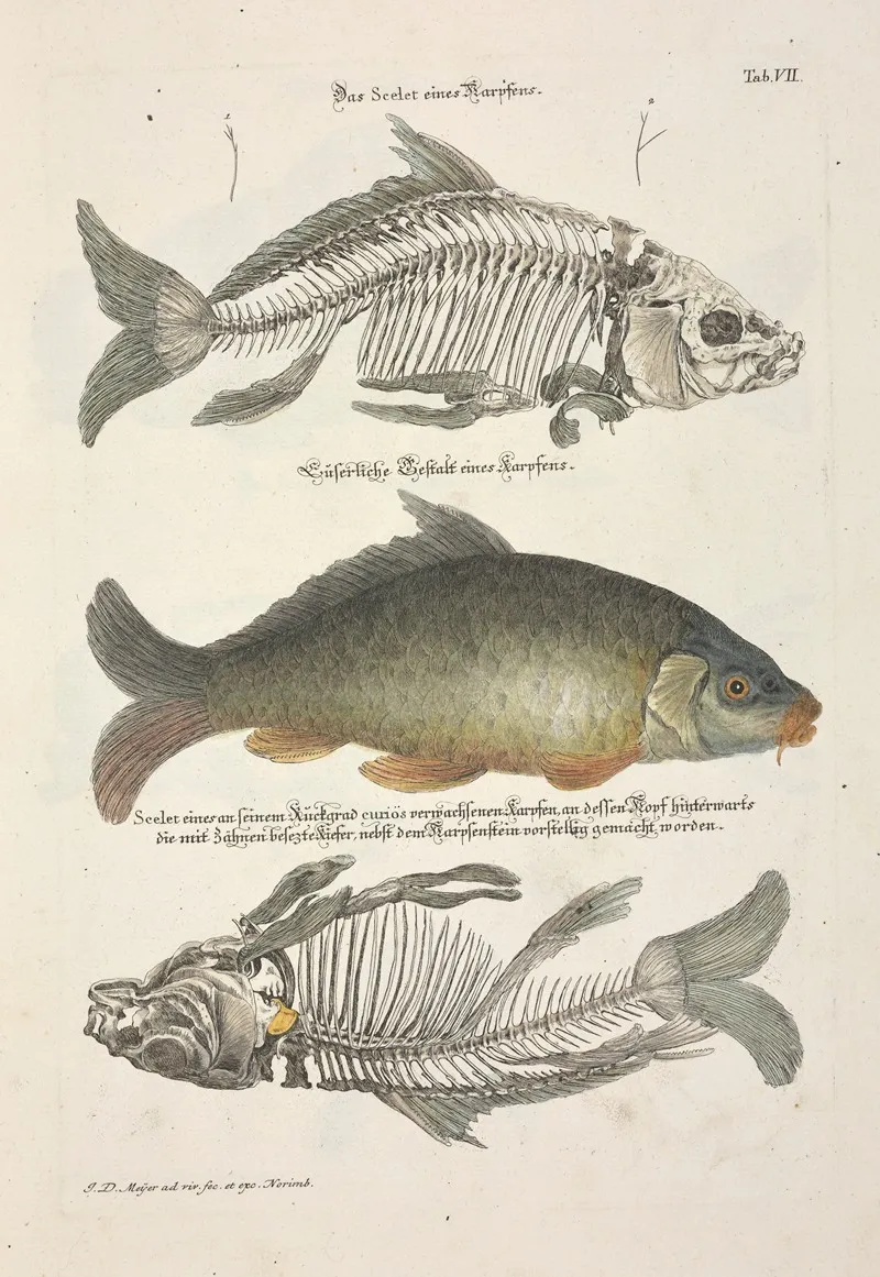 Angenehmer Und Nutzlicher Zeit Vertreib Pl 007 Wall Art by Johann Daniel Meyer - High-Resolution Digital Print