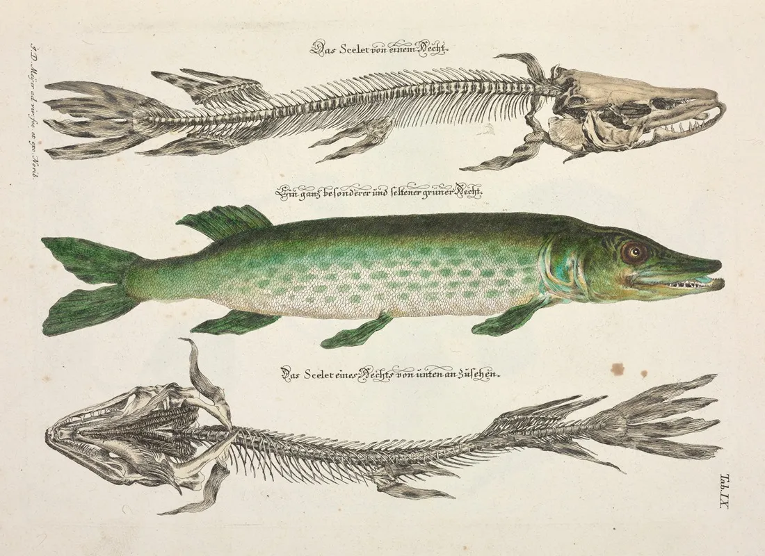 Angenehmer Und Nutzlicher Zeit Vertreib Pl 009 Wall Art by Johann Daniel Meyer - High-Resolution Digital Print