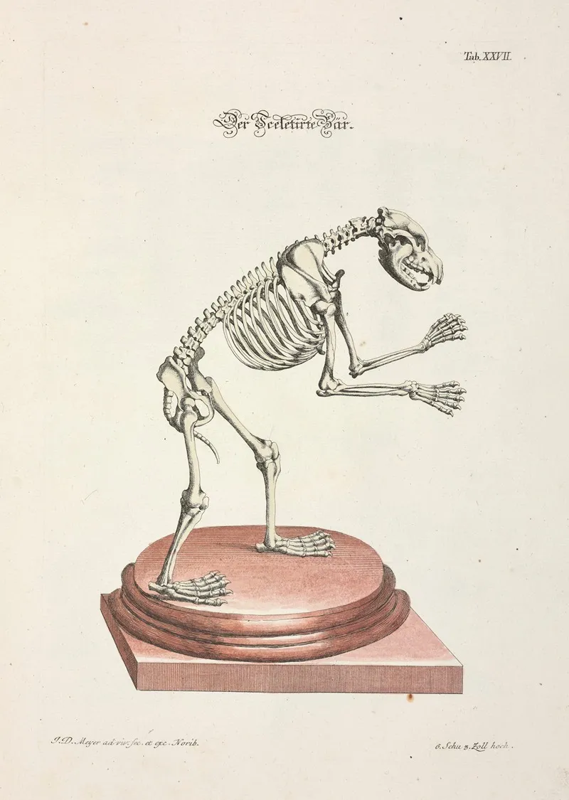 Angenehmer Und Nutzlicher Zeit Vertreib Pl 027 Wall Art by Johann Daniel Meyer - High-Resolution Digital Print