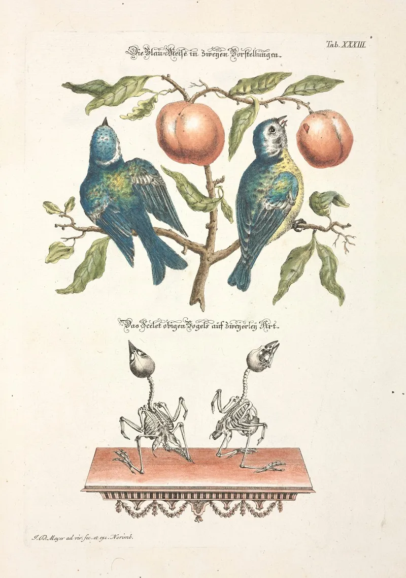 Angenehmer Und Nutzlicher Zeit Vertreib Pl 033 Wall Art by Johann Daniel Meyer - High-Resolution Digital Print