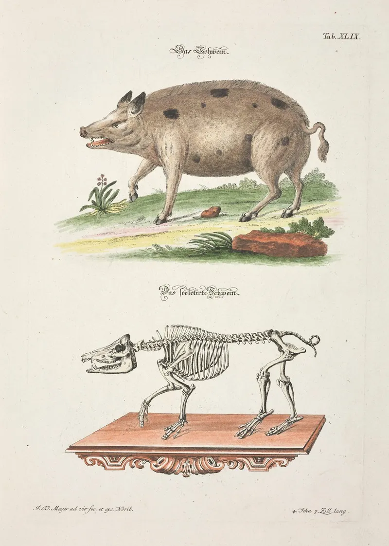 Angenehmer Und Nutzlicher Zeit Vertreib Pl 049 Wall Art by Johann Daniel Meyer - High-Resolution Digital Print