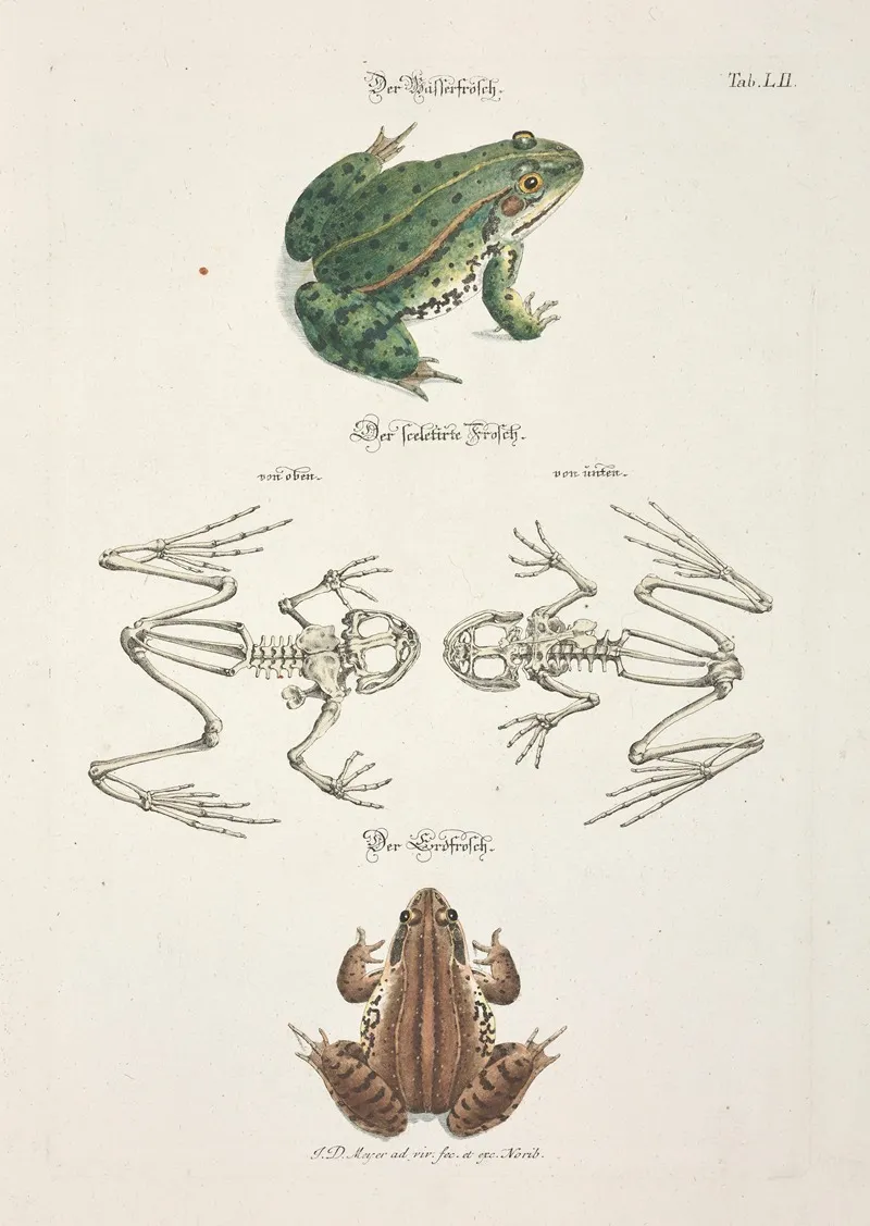 Angenehmer Und Nutzlicher Zeit Vertreib Pl 052 Wall Art by Johann Daniel Meyer - High-Resolution Digital Print