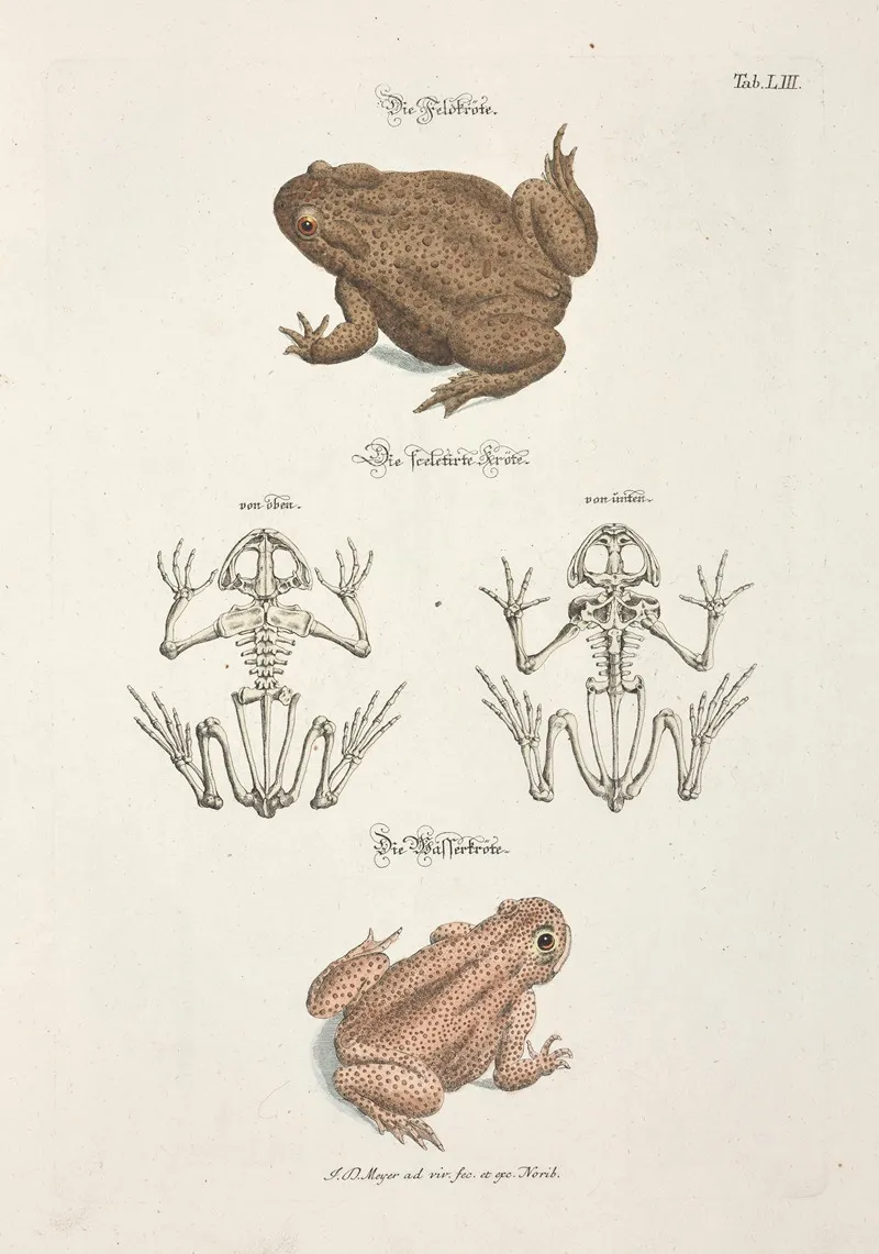 Angenehmer Und Nutzlicher Zeit Vertreib Pl 053 Wall Art by Johann Daniel Meyer - High-Resolution Digital Print