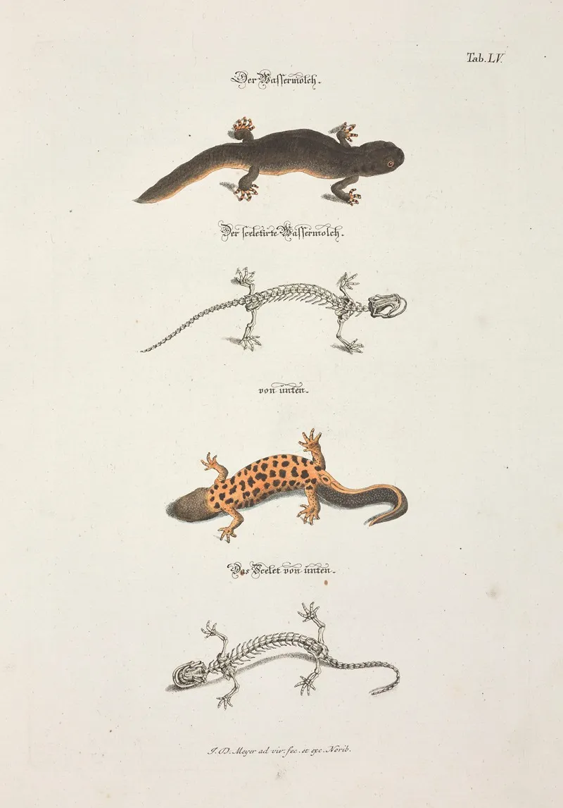 Angenehmer Und Nutzlicher Zeit Vertreib Pl 055 Wall Art by Johann Daniel Meyer - High-Resolution Digital Print