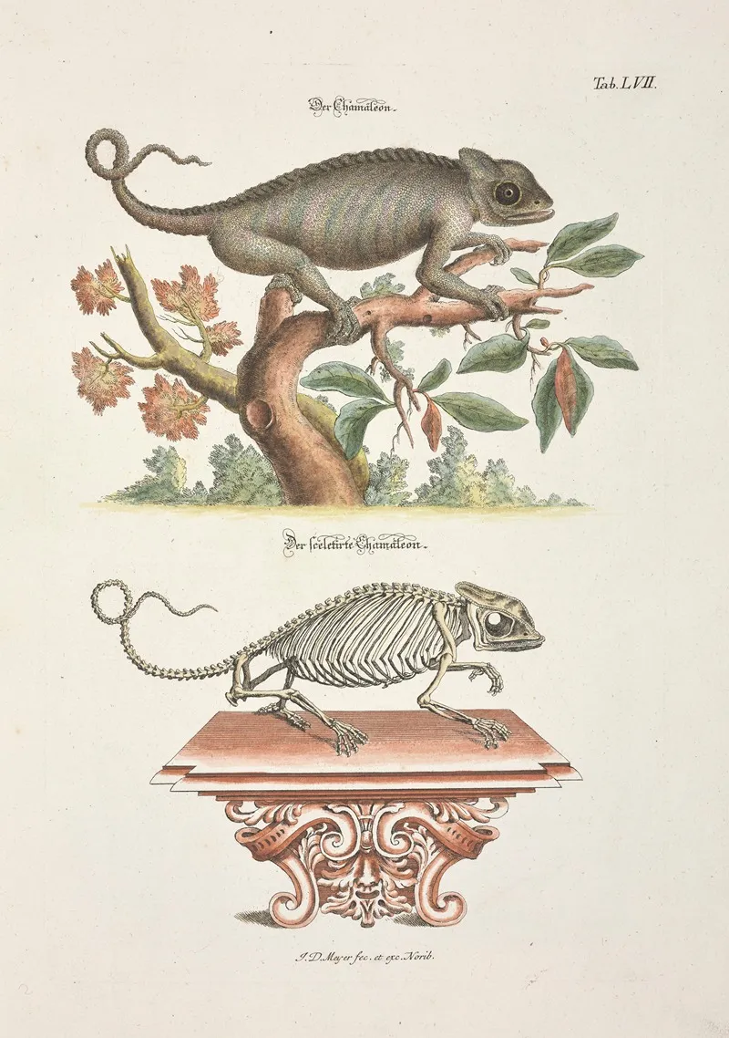 Angenehmer Und Nutzlicher Zeit Vertreib Pl 057 Wall Art by Johann Daniel Meyer - High-Resolution Digital Print