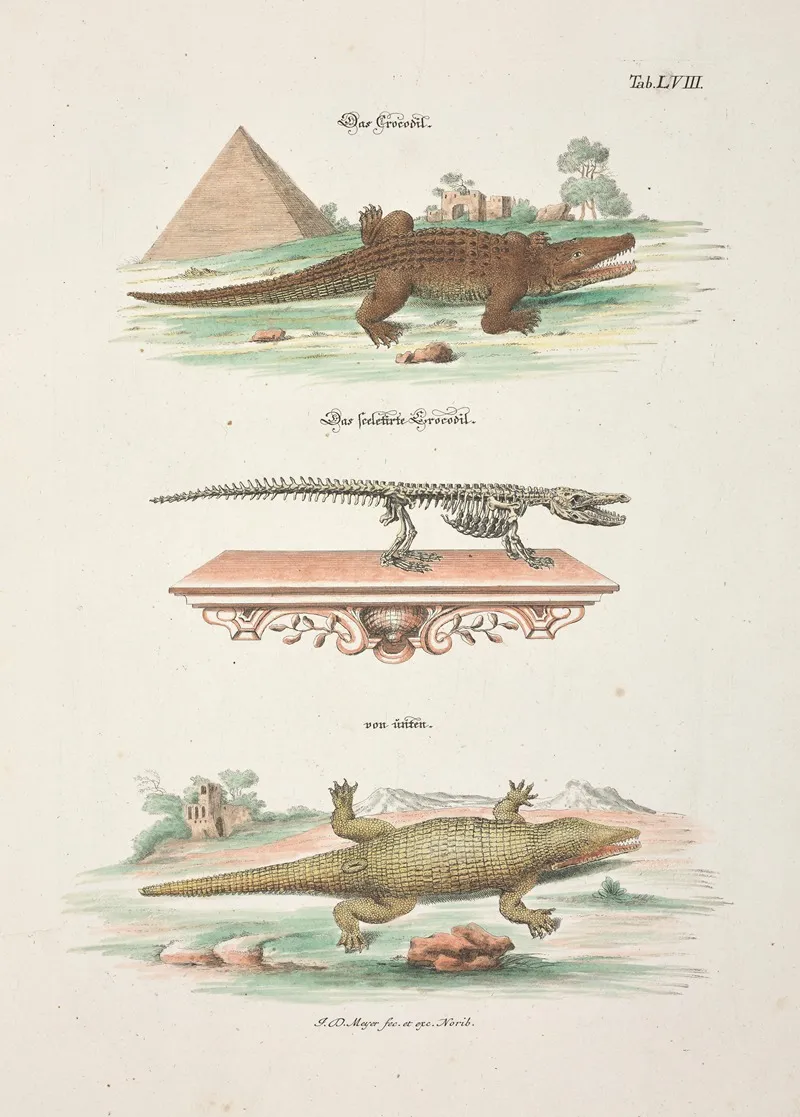 Angenehmer Und Nutzlicher Zeit Vertreib Pl 058 Wall Art by Johann Daniel Meyer - High-Resolution Digital Print