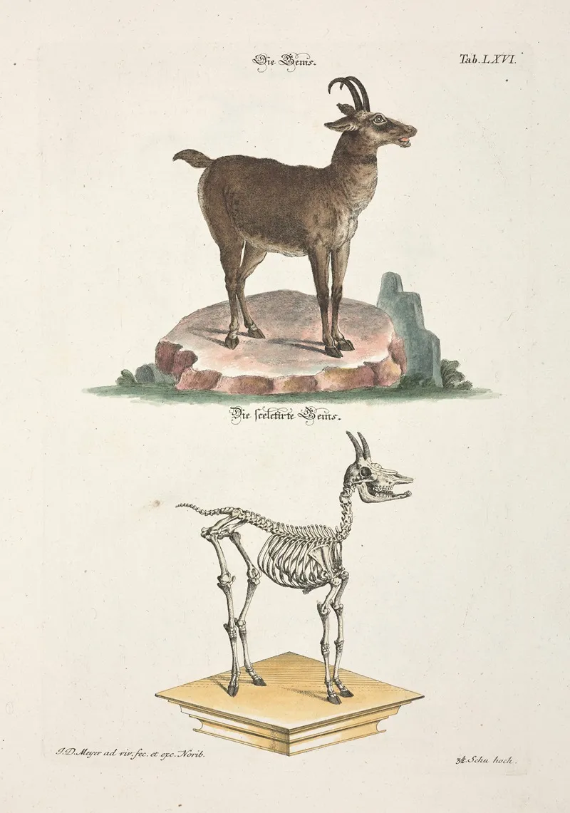 Angenehmer Und Nutzlicher Zeit Vertreib Pl 066 Wall Art by Johann Daniel Meyer - High-Resolution Digital Print
