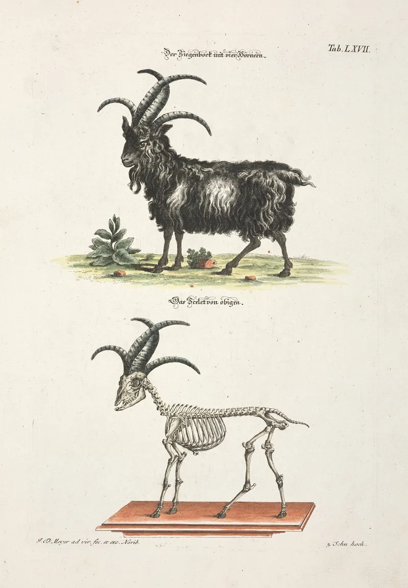 Angenehmer Und Nutzlicher Zeit Vertreib Pl 067 Wall Art by Johann Daniel Meyer - High-Resolution Digital Print