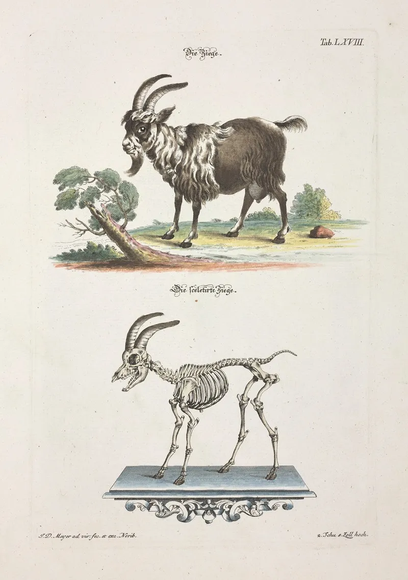 Angenehmer Und Nutzlicher Zeit Vertreib Pl 068 Wall Art by Johann Daniel Meyer - High-Resolution Digital Print