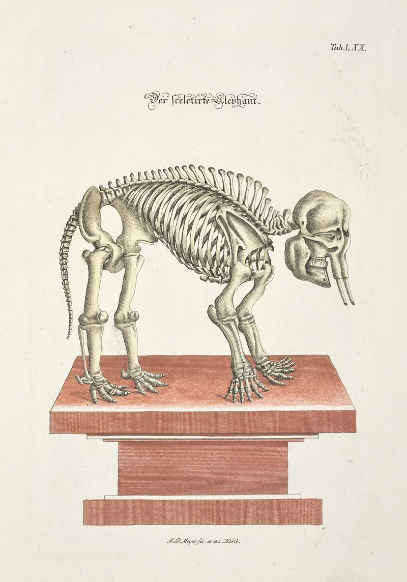 Angenehmer Und Nutzlicher Zeit Vertreib Pl 070 Wall Art by Johann Daniel Meyer - High-Resolution Digital Print