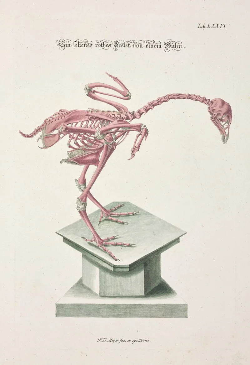 Angenehmer Und Nutzlicher Zeit Vertreib Pl 076 Wall Art by Johann Daniel Meyer - High-Resolution Digital Print