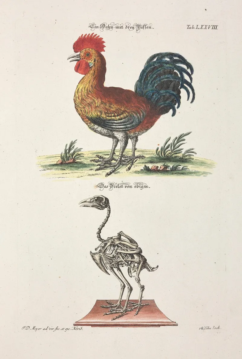 Angenehmer Und Nutzlicher Zeit Vertreib Pl 078 Wall Art by Johann Daniel Meyer - High-Resolution Digital Print