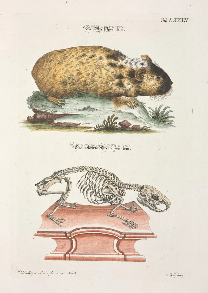 Angenehmer Und Nutzlicher Zeit Vertreib Pl 082 Wall Art by Johann Daniel Meyer - High-Resolution Digital Print