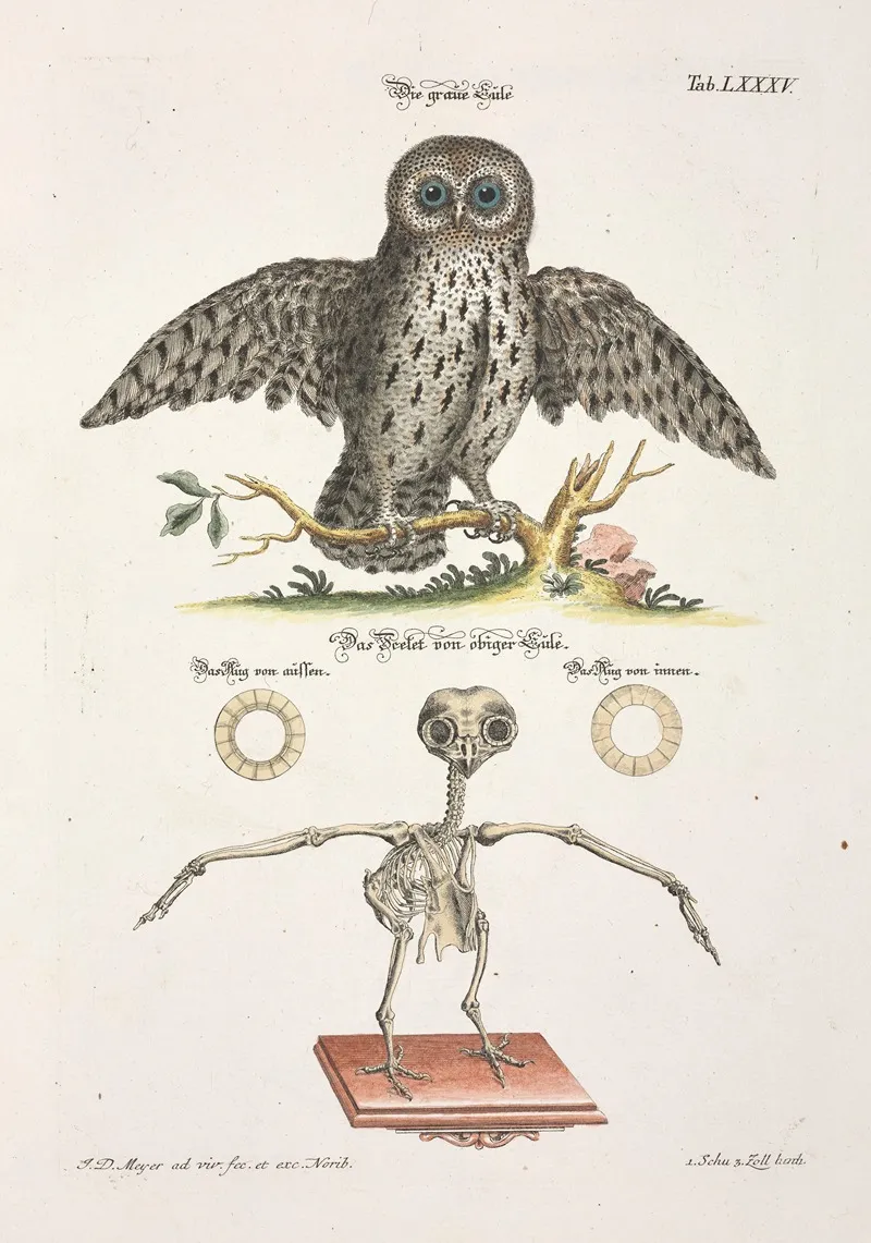 Angenehmer Und Nutzlicher Zeit Vertreib Pl 085 Wall Art by Johann Daniel Meyer - High-Resolution Digital Print