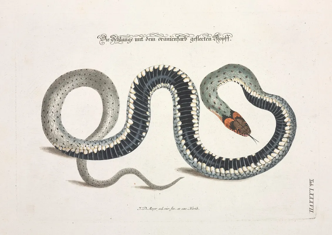 Angenehmer Und Nutzlicher Zeit Vertreib Pl 087 Wall Art by Johann Daniel Meyer - High-Resolution Digital Print