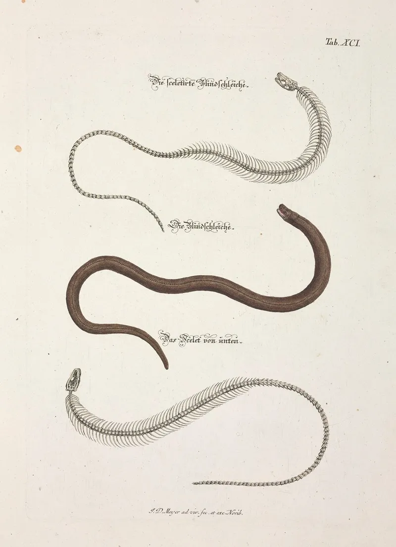 Angenehmer Und Nutzlicher Zeit Vertreib Pl 091 Wall Art by Johann Daniel Meyer - High-Resolution Digital Print