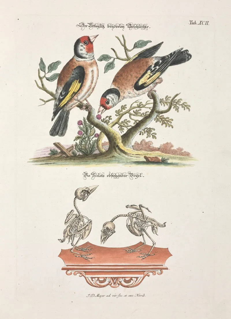 Angenehmer Und Nutzlicher Zeit Vertreib Pl 092 Wall Art by Johann Daniel Meyer - High-Resolution Digital Print