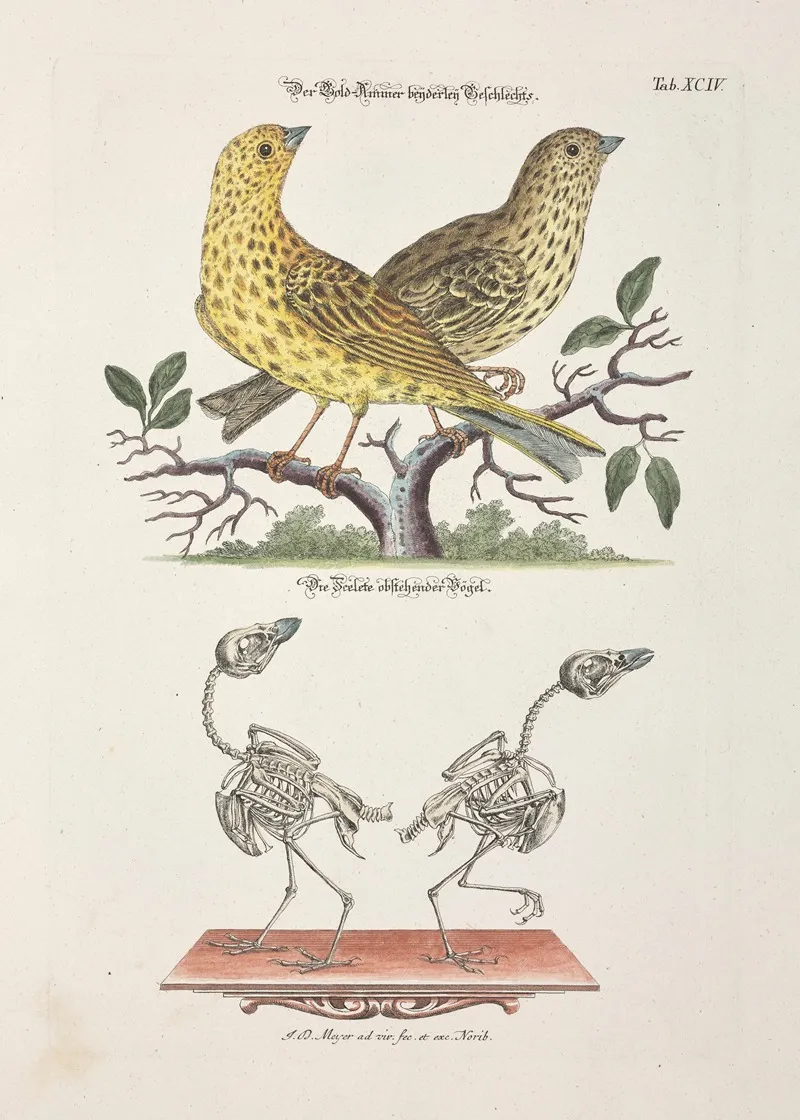 Angenehmer Und Nutzlicher Zeit Vertreib Pl 094 Wall Art by Johann Daniel Meyer - High-Resolution Digital Print