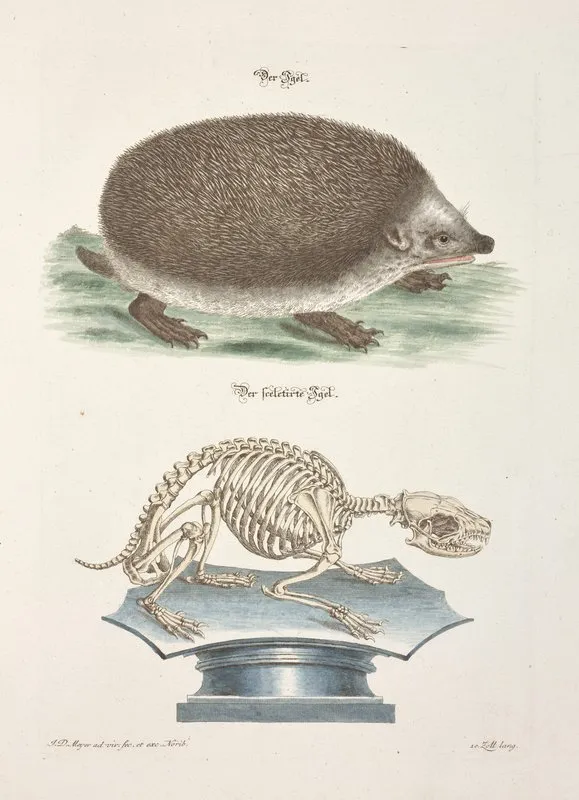 Angenehmer Und Nutzlicher Zeit Vertreib Pl 095 Wall Art by Johann Daniel Meyer - High-Resolution Digital Print
