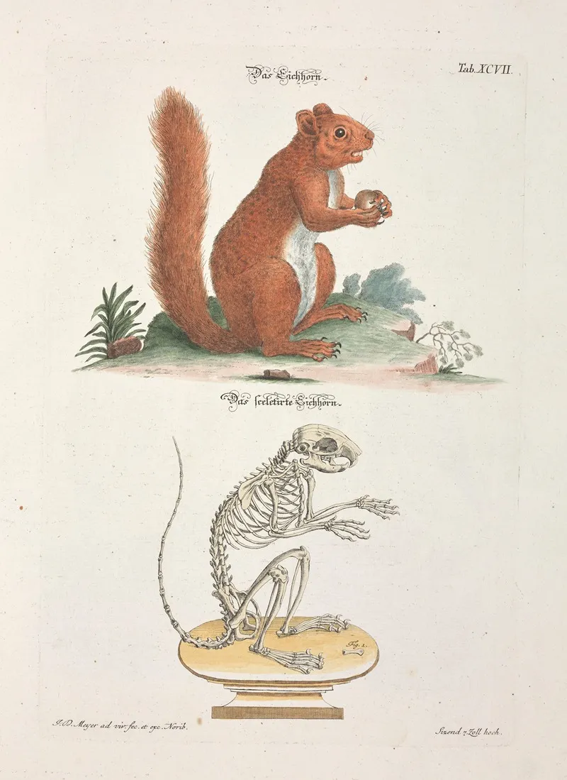 Angenehmer Und Nutzlicher Zeit Vertreib Pl 097 Wall Art by Johann Daniel Meyer - High-Resolution Digital Print
