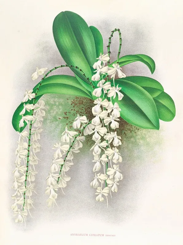 Angraecum Citratum Wall Art by Jean Jules Linden - High-Resolution Digital Print