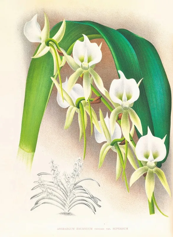 Angraecum Eburneum Var Superbum Wall Art by Jean Jules Linden - High-Resolution Digital Print