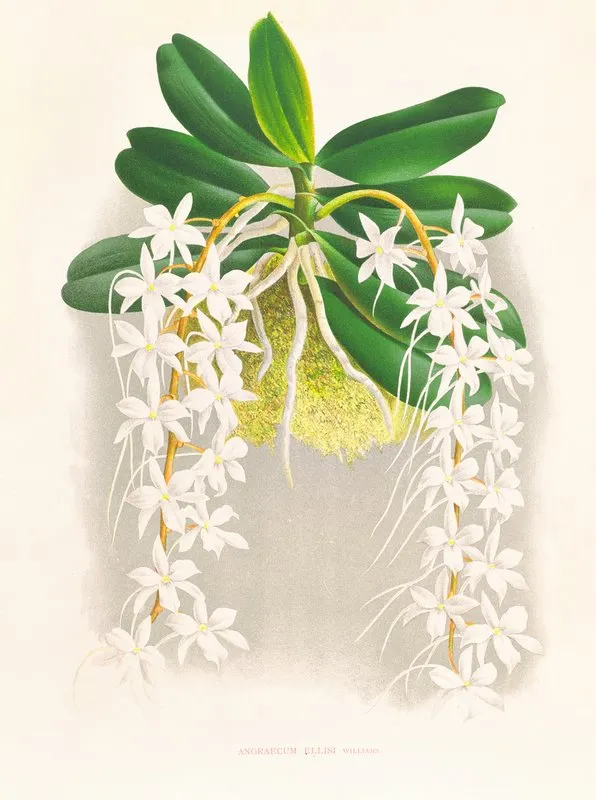 Angraecum Ellisi Wall Art by Jean Jules Linden - High-Resolution Digital Print