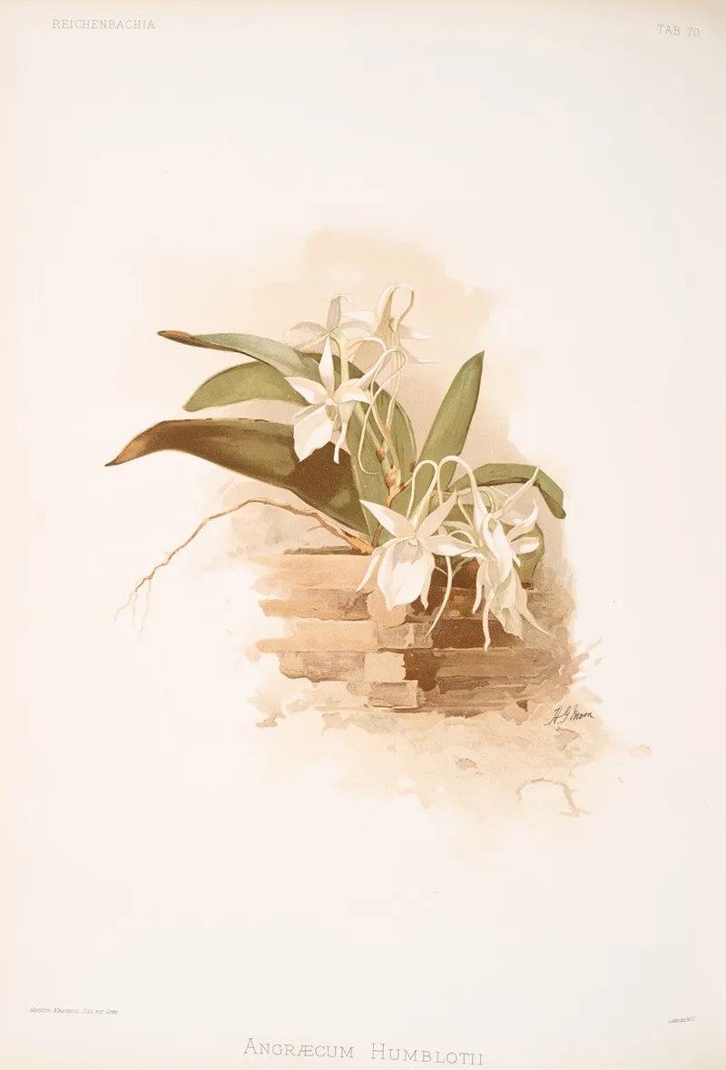 Angraecum Humblotii Wall Art by Frederick Sander - High-Resolution Digital Print