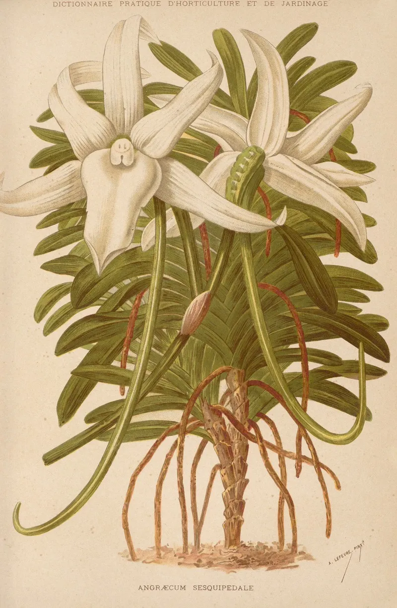 Angraecum Sesquipedale 2 Wall Art by George Nicholson - High-Resolution Digital Print